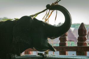 tailandese elefanti nel cattività foto