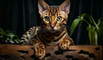 realistico ritratto di Bengala gatto. ai generativo foto