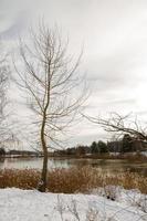 paesaggio, un albero senza fogliame su una riva innevata vicino a un fiume ghiacciato foto