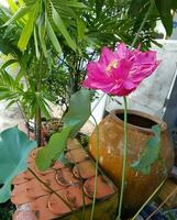 avvicinamento rosso philip loto fiore foto gratuito