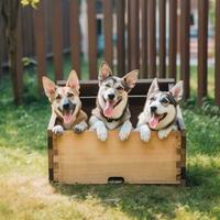 divertente cani nel un' scatola. ai generato. animali domestici. mondo senza casa animali giorno foto