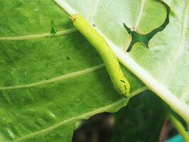 verme verde su verde leafe sfondo mangiare colocasia leafe foto