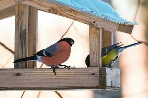 alimentazione uccelli nel inverno. giardino uccelli grande tetta e ciuffolotto mangiare semi a partire dal di legno alimentatore. foto