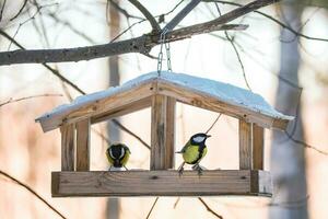 alimentazione uccelli nel inverno. carino giardino uccelli grande tette mangiare nutriente semi a partire dal di legno alimentatore. foto