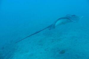 silenzioso calma sottomarino mondo con pesce vivente nel il atlantico oceano foto