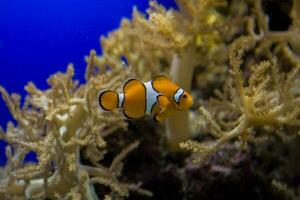 poco colorato clown pesce nuoto tra anemoni nel il blu acqua salata acquario foto