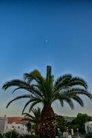 verde grande palma albero in crescita nel il tropici foto