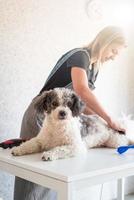 donna bionda che toeletta un cane a casa foto