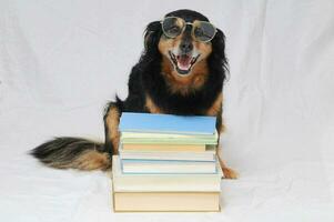 un' cane indossare bicchieri e seduta su superiore di un' pila di libri foto