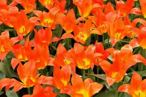 tulipani nel il keukenhof botanico giardino, collocato nel il Olanda, il maggiore fiore giardino nel il mondo foto