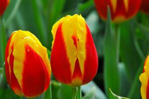 tulipani nel il keukenhof botanico giardino, collocato nel il Olanda, il maggiore fiore giardino nel il mondo foto