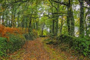 il naturale bellezza di autunno colori e caduta le foglie foto