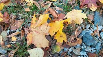 autunno. multicolore acero le foglie menzogna su il erba. colorato sfondo Immagine di caduto autunno le foglie Perfetto per di stagione uso foto