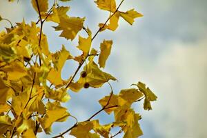 giallo d'oro autunnale albero le foglie su un' sfondo di blu cielo e bianca nuvole foto