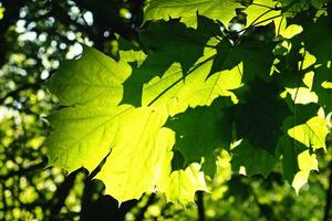 su albero verde foglia foto