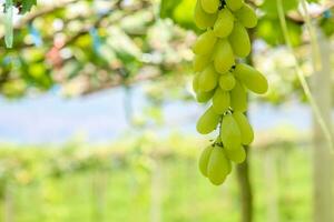 verde uva con verde le foglie sfondo su il vite. fresco frutta foto