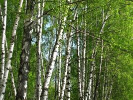 bellissimo primavera betulla alberi foto