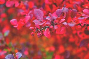 rosso autunno sfondo foto