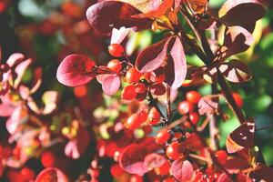 rosso autunno sfondo foto