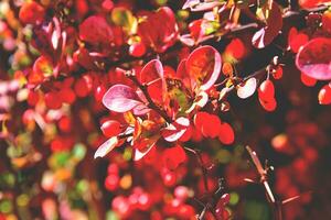 rosso autunno sfondo foto