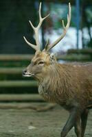 indocinese sika cervo nel zoo foto
