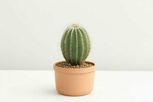 cactus nel minimalista pentola. sfondo. ai generativo professionista foto