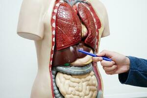 asiatico alunno apprendimento con umano corpo modello nel anatomia biologia nel aula a alto scuola. foto