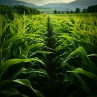 privato aziende agricole Mais righe, vivace verde germogli coperta il fertile campo per sociale media inviare dimensione ai generato foto