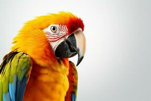 bellissimo colorato pappagallo isolato su blu sfondo con copia spazio. ai generato foto