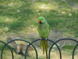 verde parrocchetto pappagallo scientifico. nome psittacara olocloro uccello un' foto