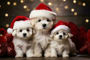 Natale bichon frise cucciolo nel Santa attrezzatura tra orsacchiotto orsi sfondo con vuoto spazio per testo foto