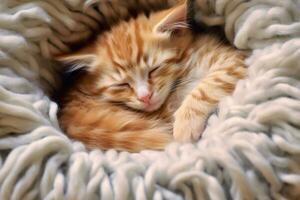 casa dolce casa - un' calma gattino su un' morbido coperta - ai generato foto