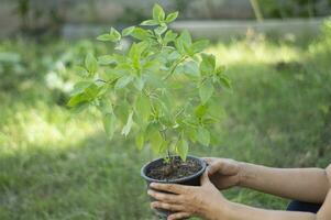 il concetto di congiuntamente piantare alberi per sostenibile sviluppo obiettivi aziende o aziende e organizzazioni quello cura di il ambiente e ecologia nel verde aziende foto