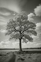 alberi sfondo ,alta definizione qualità foto