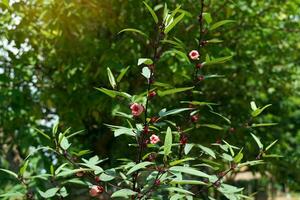 ibisco sabdariffa è un' erbaceo pianta. esso ha di grandi dimensioni, giallo pallido fiori con un' rosso centro. il sepali siamo rosso e acido. ha nutritivo valore e è Usato per rendere bevande e dolce Alimenti. foto