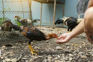 asiatico uomo alimentazione pollo con mani. combattente cazzi siamo un' nativo razza quello è sollevato per gli sport Giochi. allevamento combattente cazzi è perciò uno professione quello genera bene reddito per il allevatore. foto