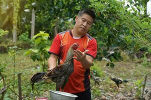 asiatico uomo pratiche combattente cazzi su il suo animale domestico quale è un' Locale razza di pollo sollevato per gli sport Giochi allevamento combattente cazzi è perciò uno professione quello genera bene reddito per il allevatore. foto