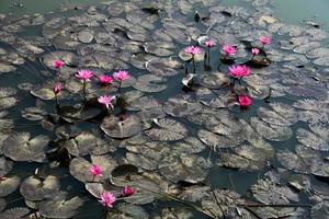 fiori di loto in stagno foto