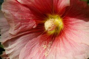polvere di polline su ibisco rosa