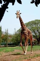 giraffa alta che passeggia foto