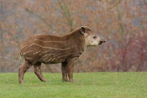 tapiro a piedi su prato foto