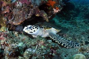 tartaruga embricata nel mare foto