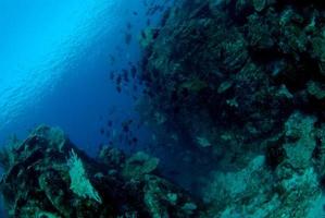incredibili barriere coralline foto