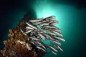 una scuola di pesce gatto sotto il molo foto