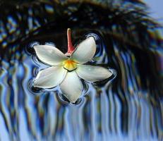 fiore di frangipane nell'acqua foto