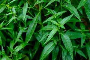 foglie di piante organiche a base di erbe tailandesi foto