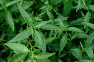 kariyat thai erbe medicinali erbe foglie di piante organiche