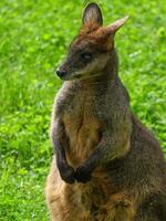 animali allo zoo foto