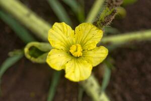 avvicinamento giallo anguria fiore su melone campo tra verde le foglie. anguria in crescita nel il giardino nel il villaggio. foto