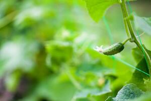 cetriolo cucumis sativus nel il verdura giardino con ovaia onstalk con le foglie. cetriolo nel giardino è legato su su traliccio. avvicinamento. foto